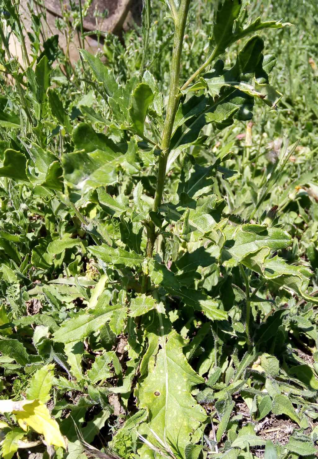 Asteracea  - Cirsium arvense